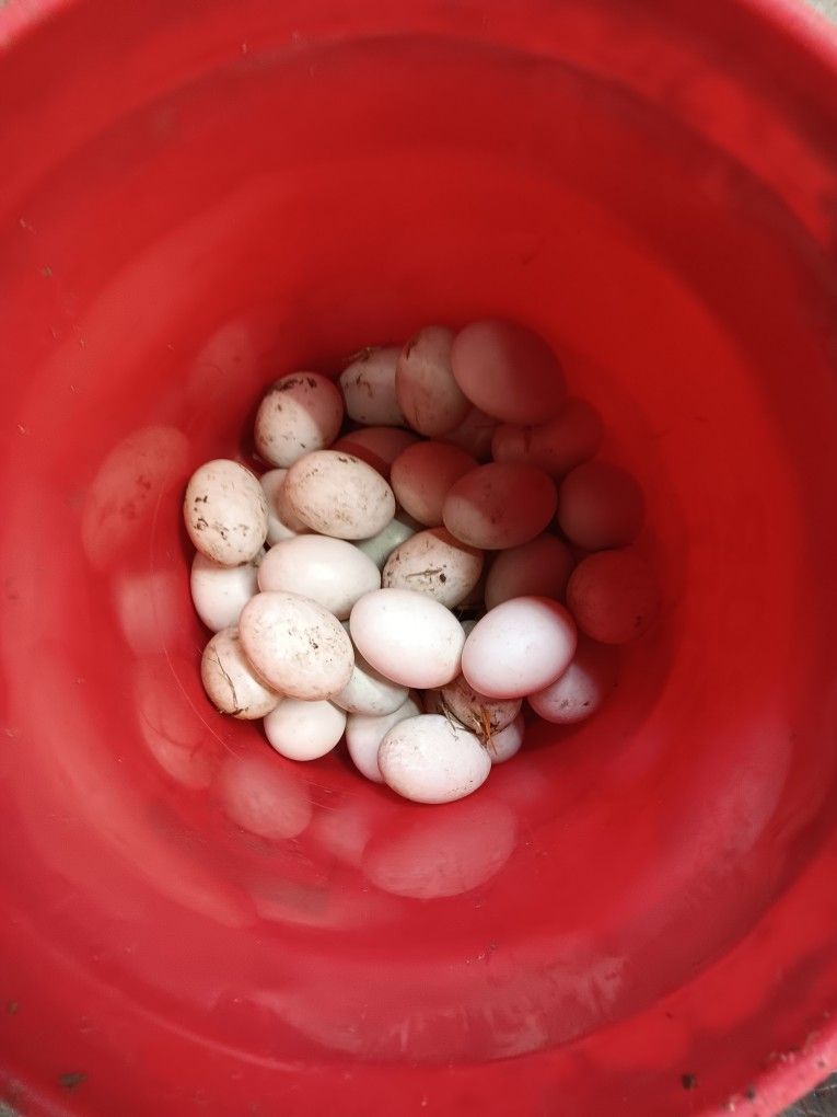 FRESH DUCK EGGS