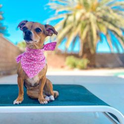 Handmade Doggie Bandanas 