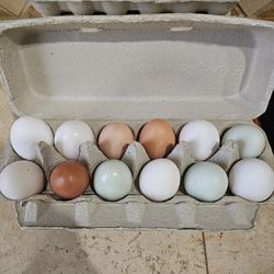 Fresh Eggs!