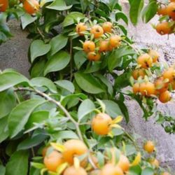 Cat Claws Plant 🪴🌿💊