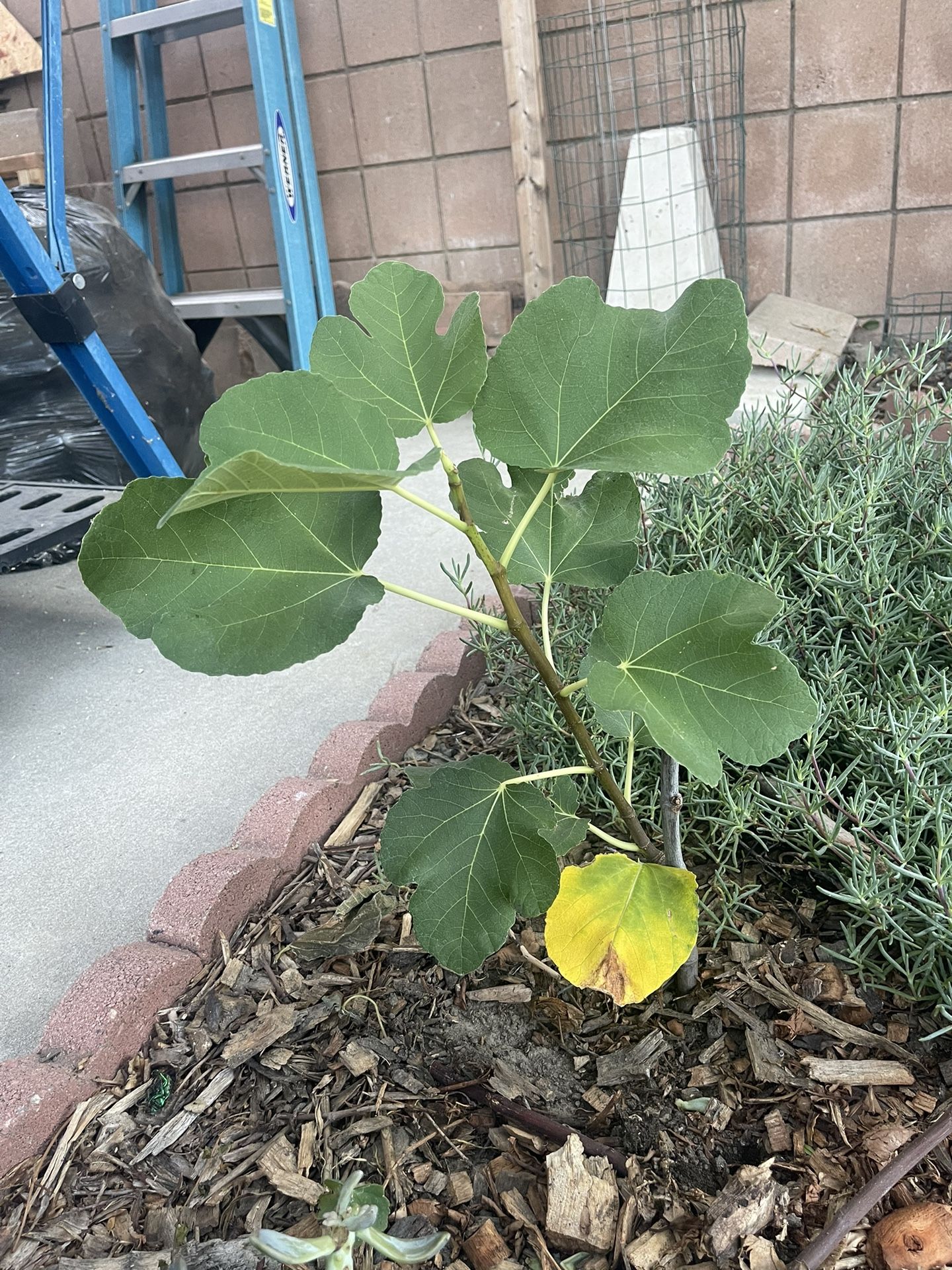 I-258 Fig Tree