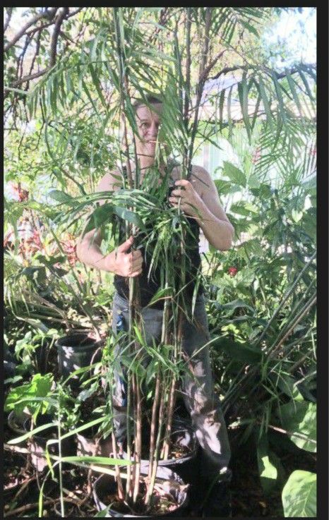 Bamboo Palm Houseplant Tall
