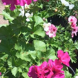 Geranium Plants.