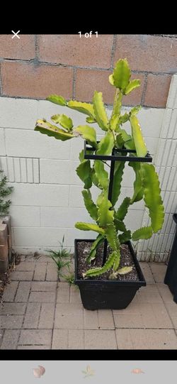Fruit trees! Assorted potted trees-multi prices