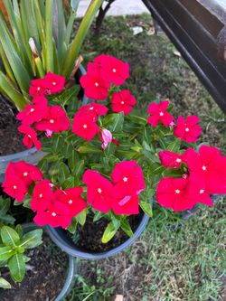 Vinca plan