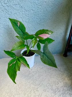 Syngonium pink splash plant