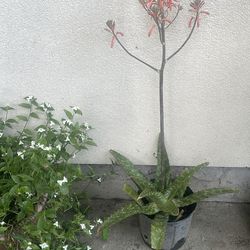 Ali I Vera bloom plant