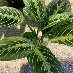 Green Maranta Plant 