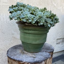 Succulent In Ceramic Pot, 