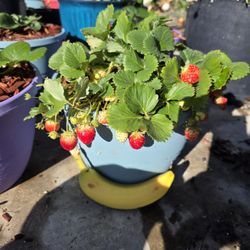 Strawberry Plants 