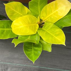 Neon Philodendron!!   6 Inch Pot