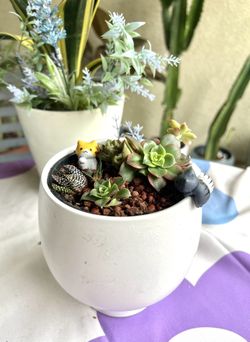 Succulent Arrangement