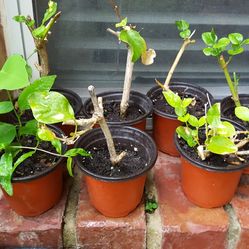 Jasmine plant cutting