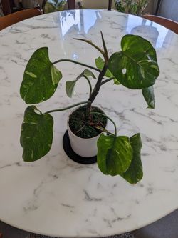Philodendron White Knight Plant