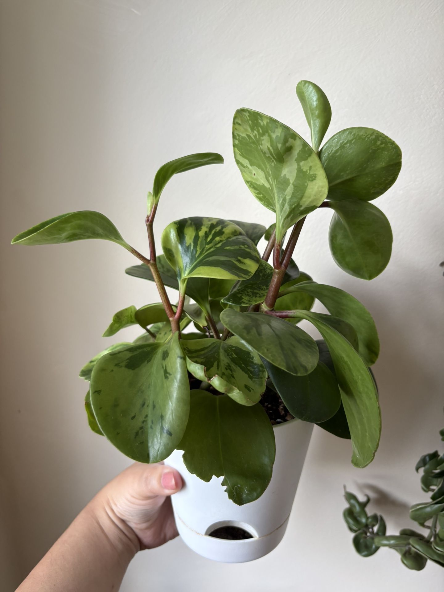Peperomia Obtusifolia Variegated Plant