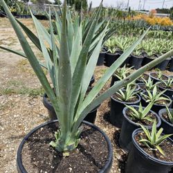 Agave Blue T