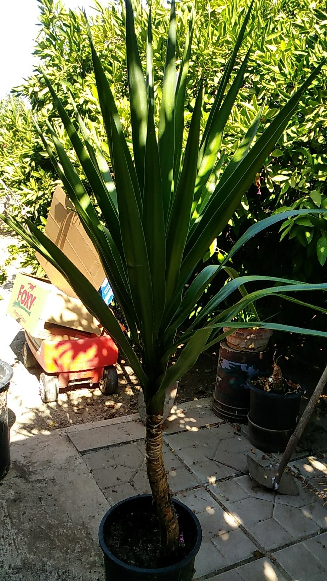 Yuca(no hago entregas)