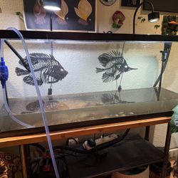 Free Tank