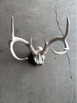 West Texas Deer Horns