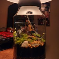Lamp Terrarium