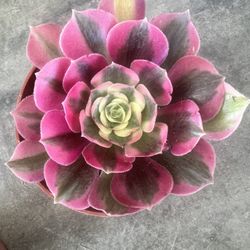 Aeonium Succulent 