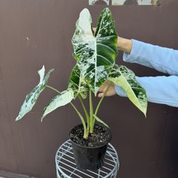 8” Variegated Alocasia Frydek W/2 Plants 