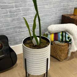 Plant With Pot