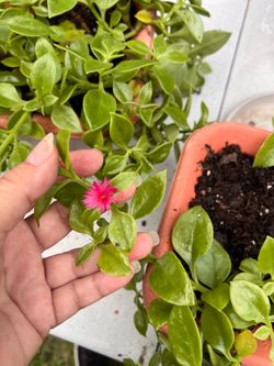 Aptenia in rectangular plastic pots