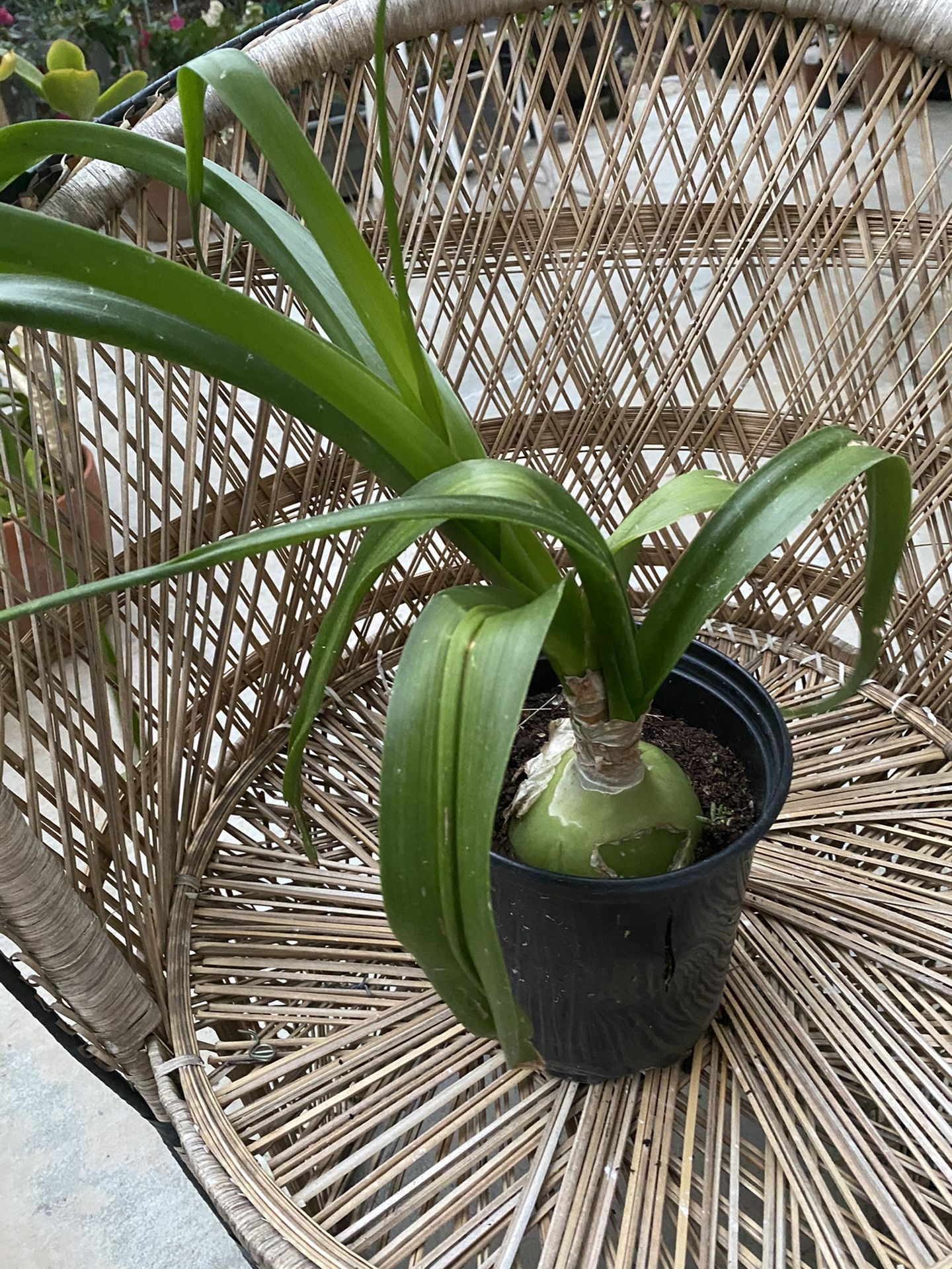 Potted albuca bracteata (onion plant)