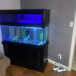 75 Gallon Aquarium with Custom Built Nesting Dock 