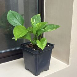 Small Size Indoor Potted Pothos Plant 