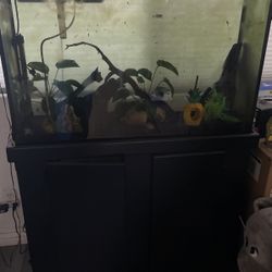 Fish Tank For Sale 50 G Glass Tank And Black Stand Filter 