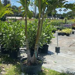 Christmas Palm - 25 Gallons