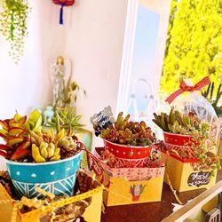 Mother’s  Day  Special $12 Succulent Arrangements!