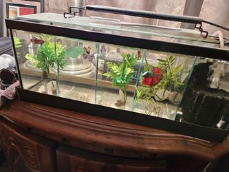 Betta Display Tank