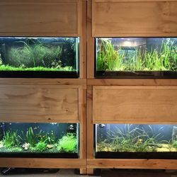 Fish Tanks, Custom Racks, All Equipment, Live Plants 
