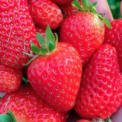 Healthy Everbearing Eversweet  Strawberry Plants! Perennial Vareity! 2026 SEASON EARLY RELEASE!