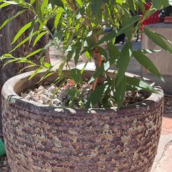 2 Yr Old Nectarine Tree And Painted Stone Pot 