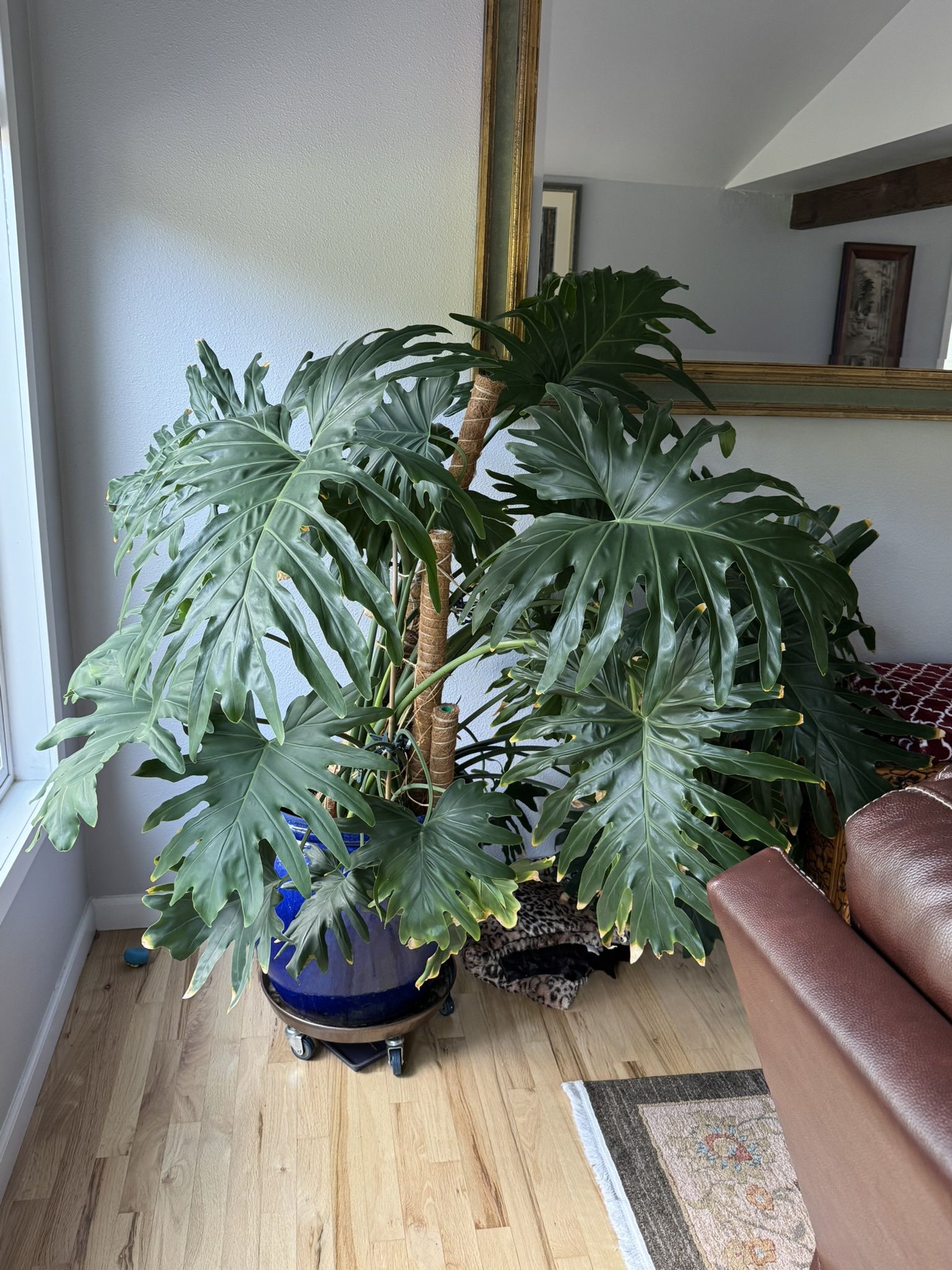 Philodendron Plant Massive