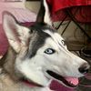 Cora