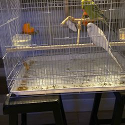 Bird cage 