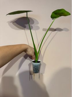 Monstera plant