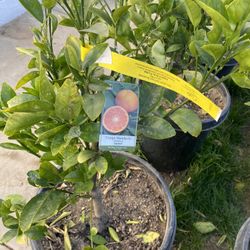 Fruit Trees