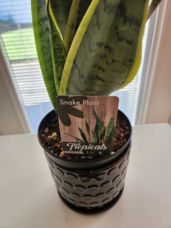Household Plant Snake Plant Indoor Plant 