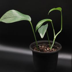 Pothos Epipremnum Baltic Blue - Live Houseplant 