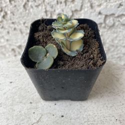 2 Inch Pot Succulent Plant - Sedum Siebold’s Variegated - Hylotelephium Sieboldii - Rooted & Established - Drought Resistant 🪴 Baby & Wedding  Shower