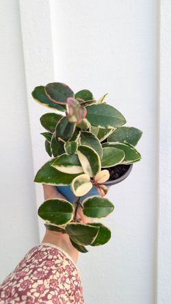 Hoya Carnosa Variegated Krimson Queen Plant 5" Pot - Indoor House Plants