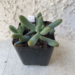 2 Inch Pot Succulent Plant - Sedum Pachyphyllum Rose -Jelly Beans - Rooted & Established - Drought Resistant 🪴 Perfect Baby & Wedding Shower Favors 