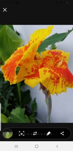 Lindas Plantas De Lily Anaranjado Y Amarillo Con Anaranjado A $10 Cada Maceta Envíe Texto Y Pregunte 
