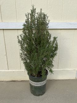 Rosemary Plant In 5gl. 